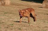 DOGUE DE BORDEAUX 429